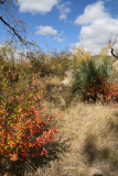 Fall color on the bank of Picadilla creek - Sumac species