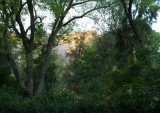 Mystical morning in the Rose Garden