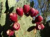 Colorful Prickly Pear cactus Fruits