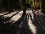 Shadows of Palm Trees