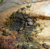 Beetles and larvae on Cactus Garden Tree