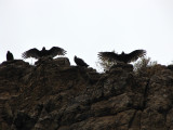 Turkey Vultures drying out after a rain