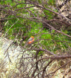 Vermillion Flycatcher