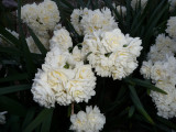 Erilicheer Daffodil
