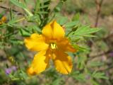 Petalostylis labicheoides var. labicheoides