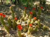 Echinopsis huascha