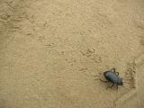 Beetle and its tracks