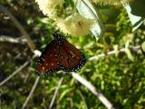 Queen butterfly on Eucalyptus gillii
