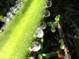 Frozen beads of water on agave lophantha