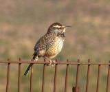 Cactus Wren