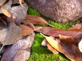 Leaves and moss in Queen Creek