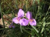 Western Spiderwort