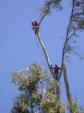 Tree Climbers pruning a Eucalyptus in the Demonstration Garden