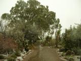 The Big Eucalyptus in the Cactus Garden