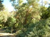 Olive Tree with Broken Limbs