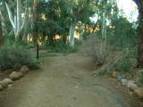 Main Trail Through the Eucalyptus Forest