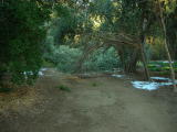 Olive Tree Branches Blocking the Main Trail