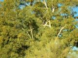Big Hanger on Eucalyptus in the Desert Legume Garden
