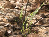 Jojoba Recovering After Being Burned to the Ground