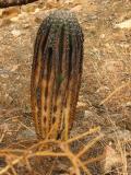 Small Saguaro With Crown Still Green