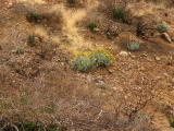 Brittlebush Blooming