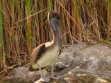 Brown Pelican at Ayer Lake