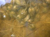 Lots of hungry tadpoles eating