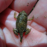August 5, a week after hatching the tadpoles are little tiny toads hopping around on land near the playa.