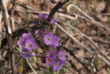 Phacelia crenulata - Scorpionweed