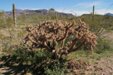 Unusual looking Cylindropuntia fulgida - Chain Fruit Cholla