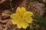 Oenothera primiveris - Yellow Desert Evening Prinrose
