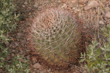  Ferocactus covellei