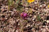 Orthocarpus purpurascens - Owl Clover