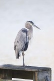 GREAT BLUE HERON