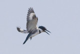 BELTED KINGFISHER