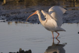 WHITE IBIS at DUSK