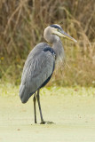 GREAT BLUE HERON