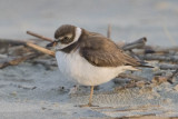 SEMIPALMATED PLOVER