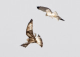 ROUGH-LEGGED HAWK & NORTHERN HARRIER