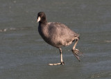 AMERICAN COOT on the ice