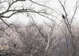 AMERICAN BALD EAGLES