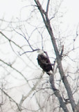 AMERICAN BALD EAGLE