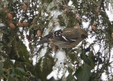 WHITE-WINGED CROSSBILL