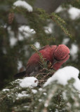 WHITE-WINGED CROSSBILL