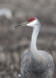 SANDHILL CRANE