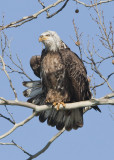 AMERICAN BALD EAGLE