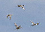 NORTHERN PINTAILS