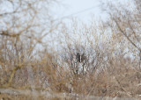 2 Adults on Nest  at Eastwood Park (uncropped image)