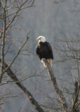 BALD EAGLE NEAR THE NEST