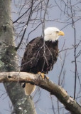 ADULT BALD EAGLE LOOKING AT MATE IN NEARBY NEST